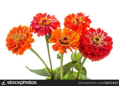 bouquet of red zinnia flowers isolated on white background