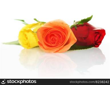 Bouquet of Roses isolated on white