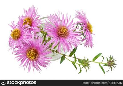Bouquet of small chrysanthemums on a white background