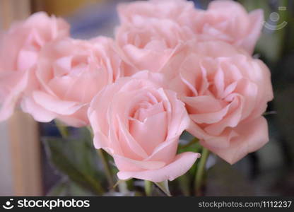 Bouquet of soft pink roses, studio shot. Selective focus. Romance concept.