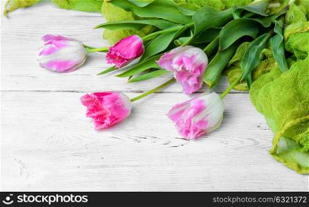 bouquet of spring tulips. Bouquet of beautiful spring tulips on a light background.Pink tulip.