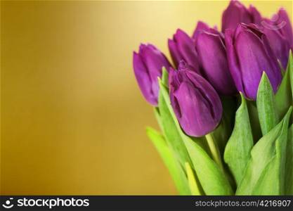 bouquet of the fresh purple tulips