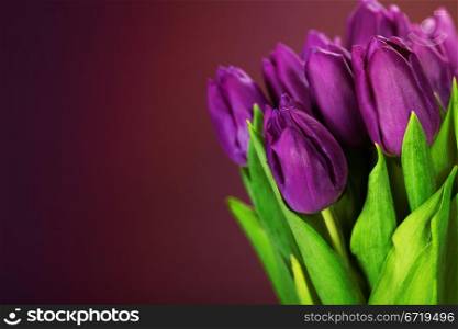bouquet of the fresh purple tulips