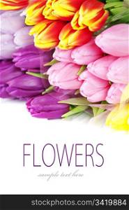bouquet of the fresh tulips on white background (with sample text)