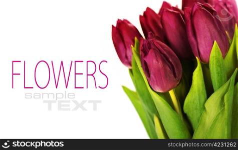 bouquet of the fresh tulips on white background (with sample text)