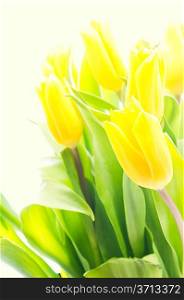 Bouquet of the fresh tulips over lime