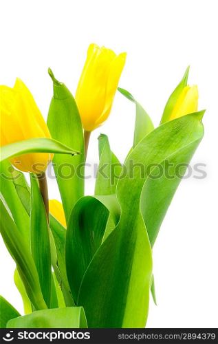 Bouquet of the fresh tulips over white