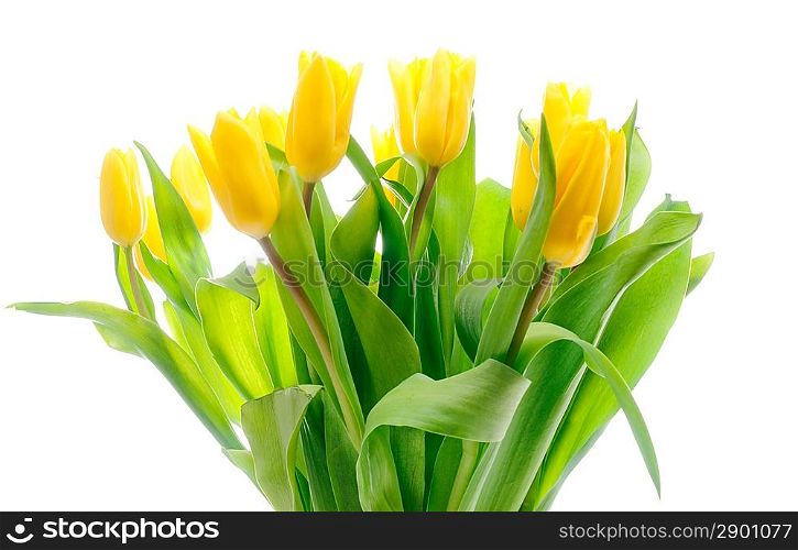 Bouquet of the fresh tulips over white