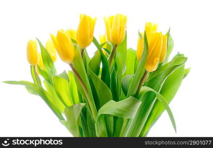 Bouquet of the fresh tulips over white