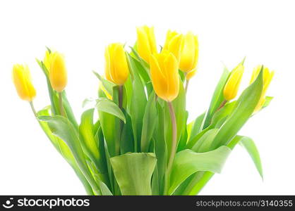 Bouquet of the fresh tulips over white