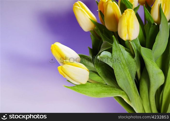 bouquet of the fresh yellow tulips
