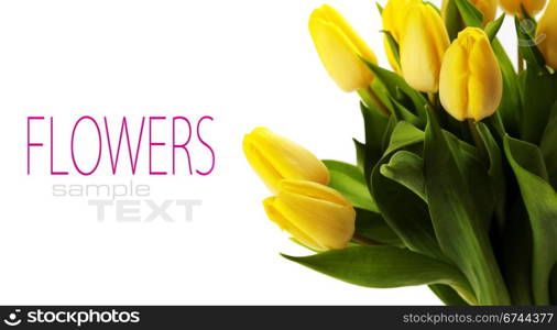 bouquet of the fresh yellow tulips (with sample text)