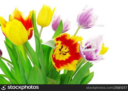 bouquet of the tulips on white background