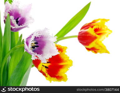 bouquet of the tulips on white background