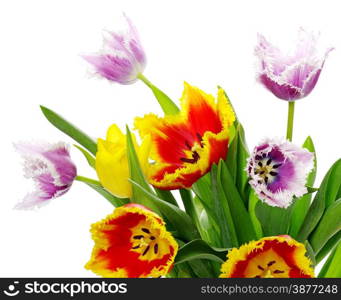 bouquet of the tulips on white background