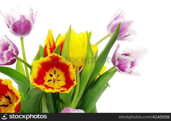 bouquet of the tulips on white background