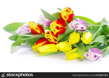 bouquet of the tulips on white background