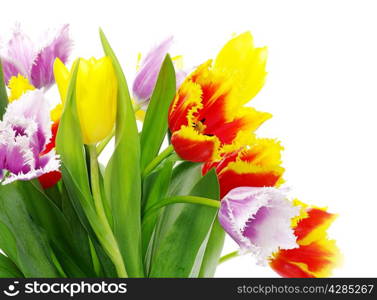 bouquet of the tulips on white background