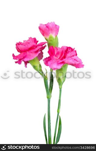 Bouquet of three a pink carnations and green leaf. Close-up. Isolated on white background. Studio photography.