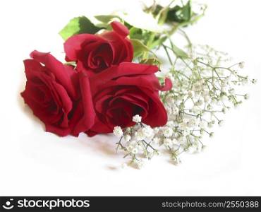 Bouquet of three red roses on white background