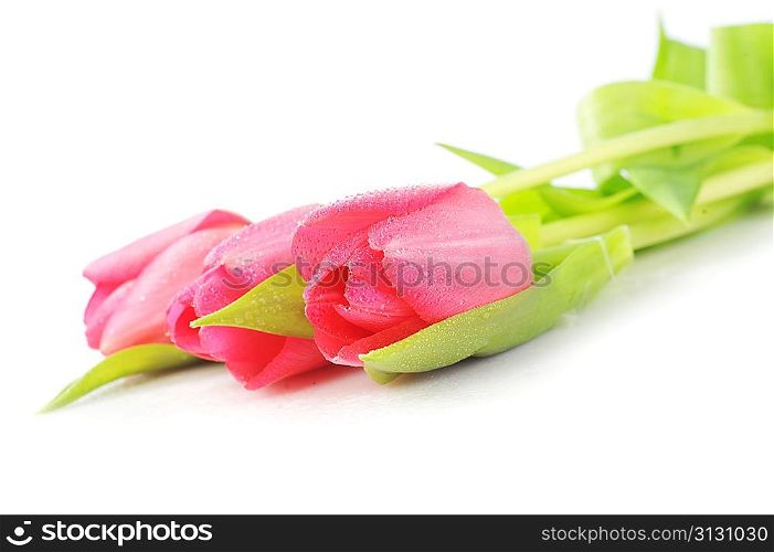 bouquet of three red tulips