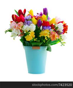 Bouquet of tulips and freesias flowers in blue bucket isolated on white background. fresh tulips flowers
