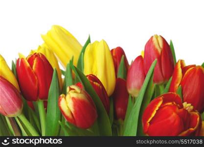 Bouquet of tulips isolated on white background