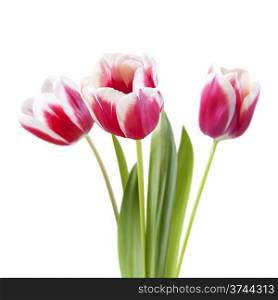 bouquet of tulips on white background, isoated