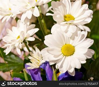 Bouquet of white chrysanthemums. Spring flowers