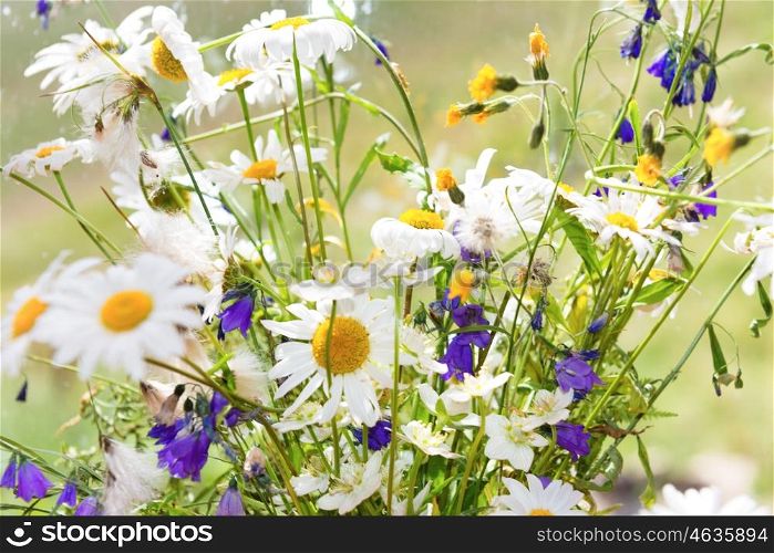 Bouquet of white flowers daisies and other field plants