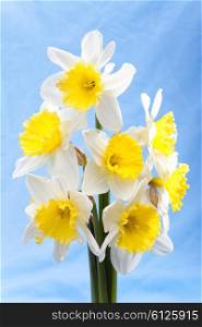 Bouquet of white narcissuses