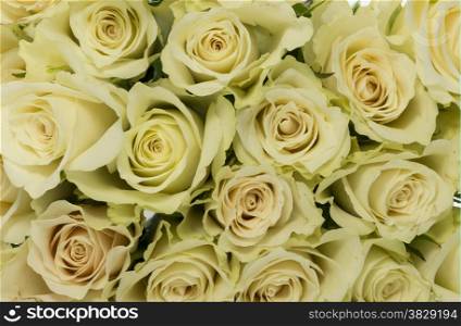 bouquet of white roses as wallpaper background