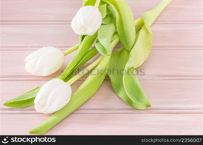 Bouquet of white tulips on pink wooden background. Spring Tulip for Mother Day, Easter, Valentine Day. Spring flowers. Copy space.