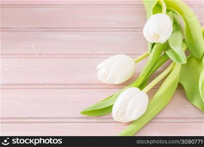 Bouquet of white tulips on pink wooden background. Spring Tulip for Mother Day, Easter, Valentine Day. Spring flowers. Copy space.
