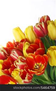 Bouquet of yellow and red tulips isolated on white background