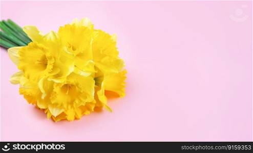 Bouquet of yellow bright daffodils flowers, Easter bells on pink background. Blooming spring flowers. Mockup, template for holiday, mother&rsquo;s day. Banner, header, top view, flat lay with copy space.