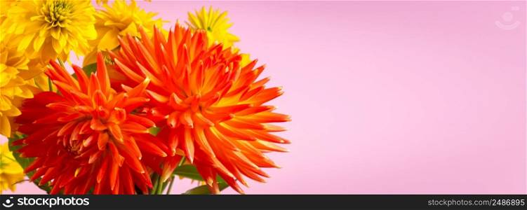 Bouquet of yellow chrysanthemums and red dahlias on a pink background. Summer concept. Flowers close-up. Banner format.. Bouquet of yellow chrysanthemums and red dahlias on pink background. Summer concept. Flowers close-up. Banner format.