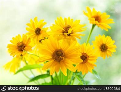 bouquet of yellow daisy flowers on green background