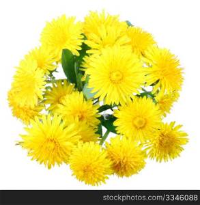 Bouquet of yellow flowers of dandelion isolated on white background. Close-up. Studio photography.