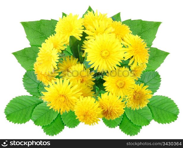 Bouquet of yellow flowers with green leaf. Nature ornament template for your design. Isolated on white background. Close-up. Studio photography.