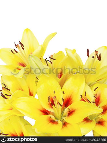 Bouquet of yellow Lilies flowers close up, isolated on a white background