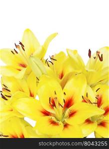 Bouquet of yellow Lilies flowers close up, isolated on a white background