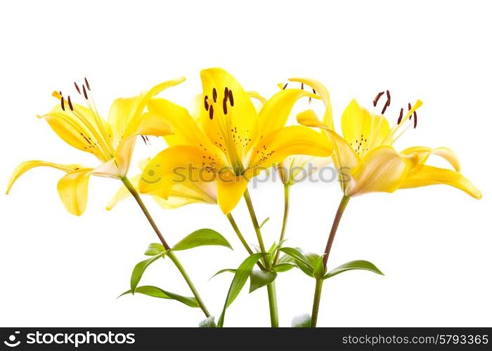 bouquet of yellow lilies isolated on white background