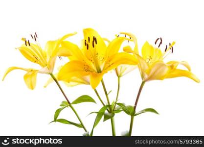 bouquet of yellow lilies isolated on white background