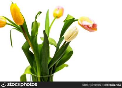 Bouquet of yellow, pink and white tulips.. Bouquet of yellow, pink and white tulips on white background. Vase with tulips