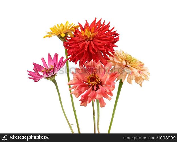 bouquet of yellow, pink, red buds of blooming zinnia isolated on white background, festive backdrop