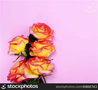 Bouquet of yellow roses on a pink background