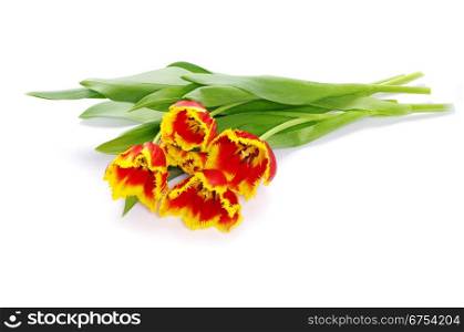 bouquet of yellow tulips isolated on white