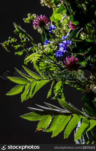 Bouquet with clover and cornflower. Flowers on dark background. Nature flower. Rural flowers on black background. Floral bouquet from wild summer flowers on dark background.