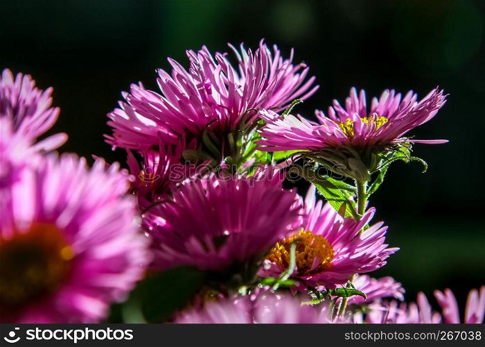 Bouquet with pink asters. Flowers on dark background. Nature flower. Garden flowers. Beautiful pink aster flowers bouquet on dark background.